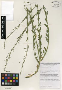 Herbarium Sheet of RSA 740774